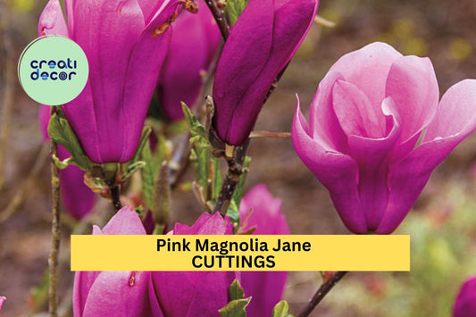 10 Pink Magnolia ‘Jane’ Cuttings – Fresh Live Starts for Garden Planting, Compact Spring-Blooming Tree with Tulip-Shaped Flowers – USA
