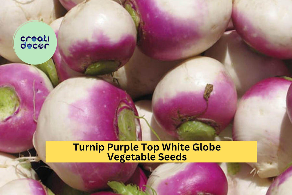 3pcs of 1g Turnip Purple Top White Globe Seeds – Classic Root Vegetable for Fall Gardens, Crisp Flesh, Sweet Flavor Seeds for Planting