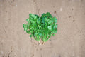 Cilantro – Leisure Coriander 175 Seeds | Slow-Bolting Variety | Leaf & Seed Use | Fresh Garden Flavor