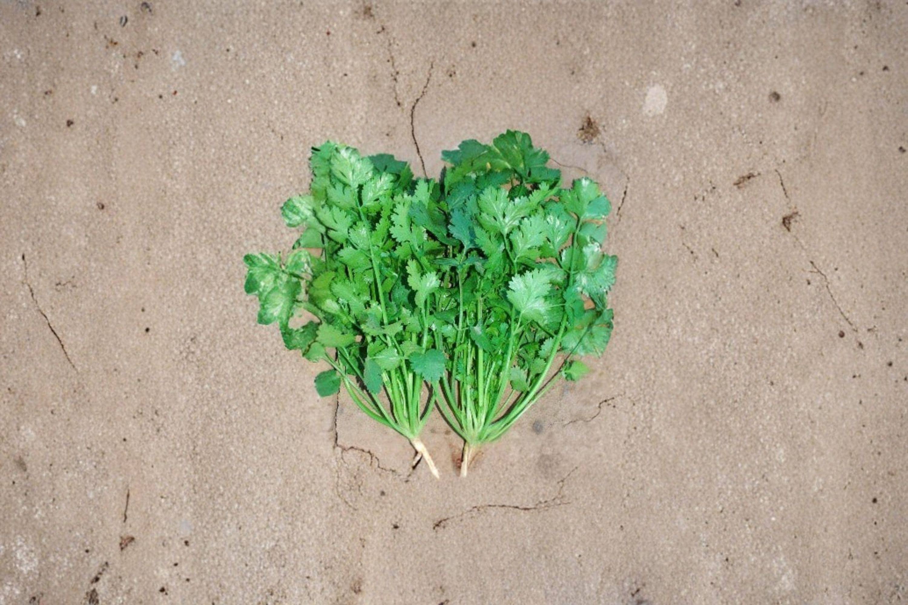 Cilantro – Leisure Coriander 175 Seeds | Slow-Bolting Variety | Leaf & Seed Use | Fresh Garden Flavor