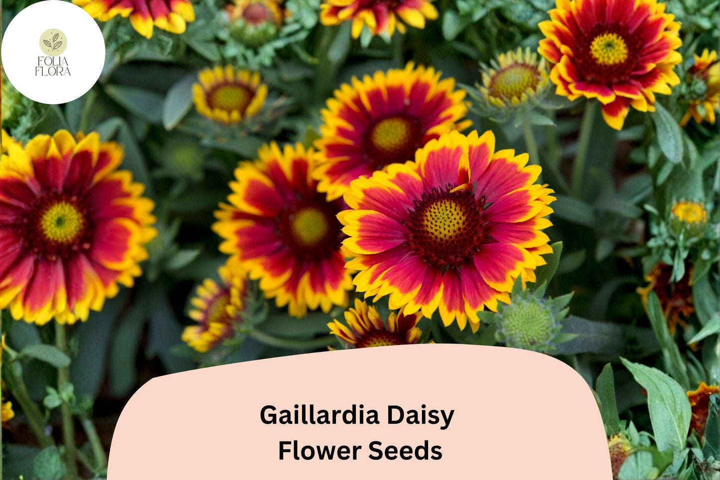 200+ Gaillardia Daisy Seeds | Gaillardia pulchella | Blanket Flower | Red Yellow Perennial Blooms