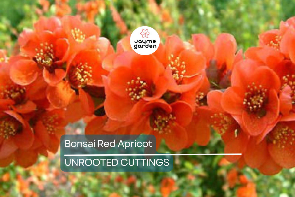 SUPER RARE Bonsai Red Apricot - 3 Fresh Cuttings for Rooting or Grafting (Mai Do) - Exotic, Hardy, Perfect for Bonsai