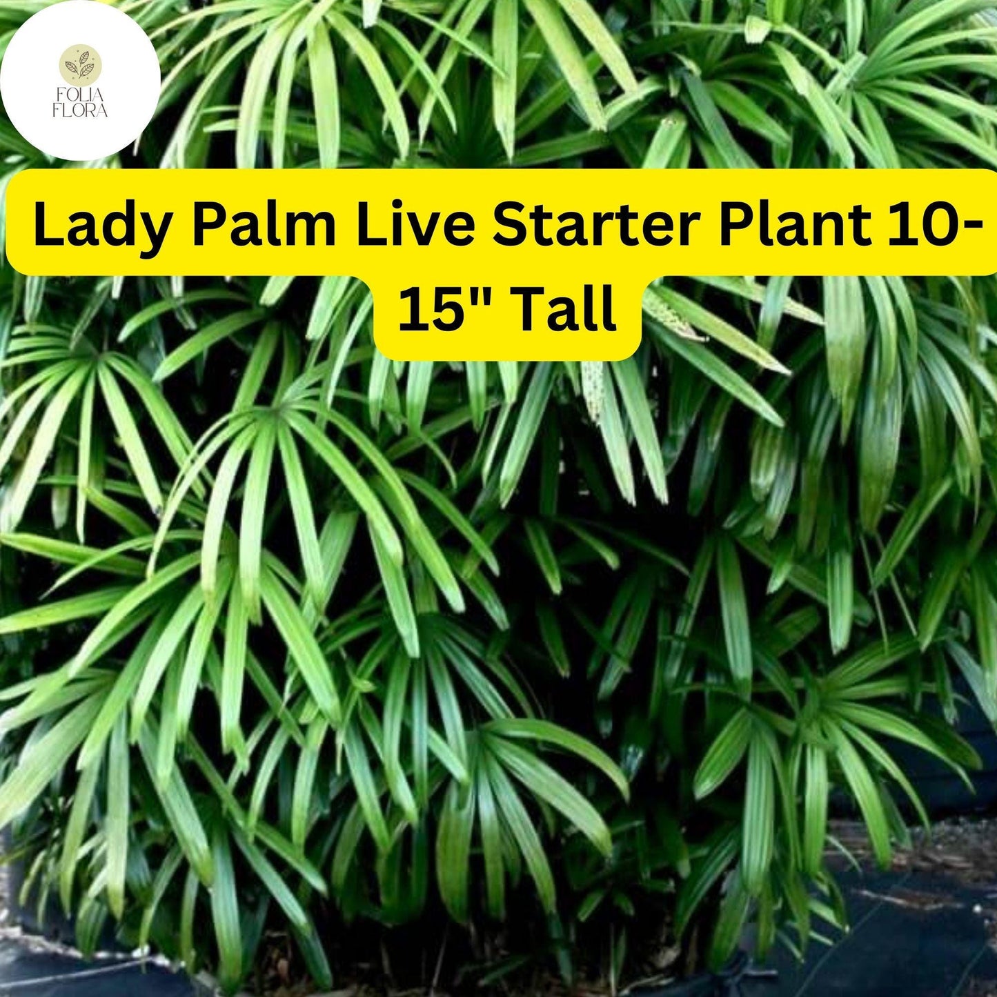 1 Rhapis excelsa Lady Palm - Live Plant 10-15" Tall - Indoor Air-Purifying Palm