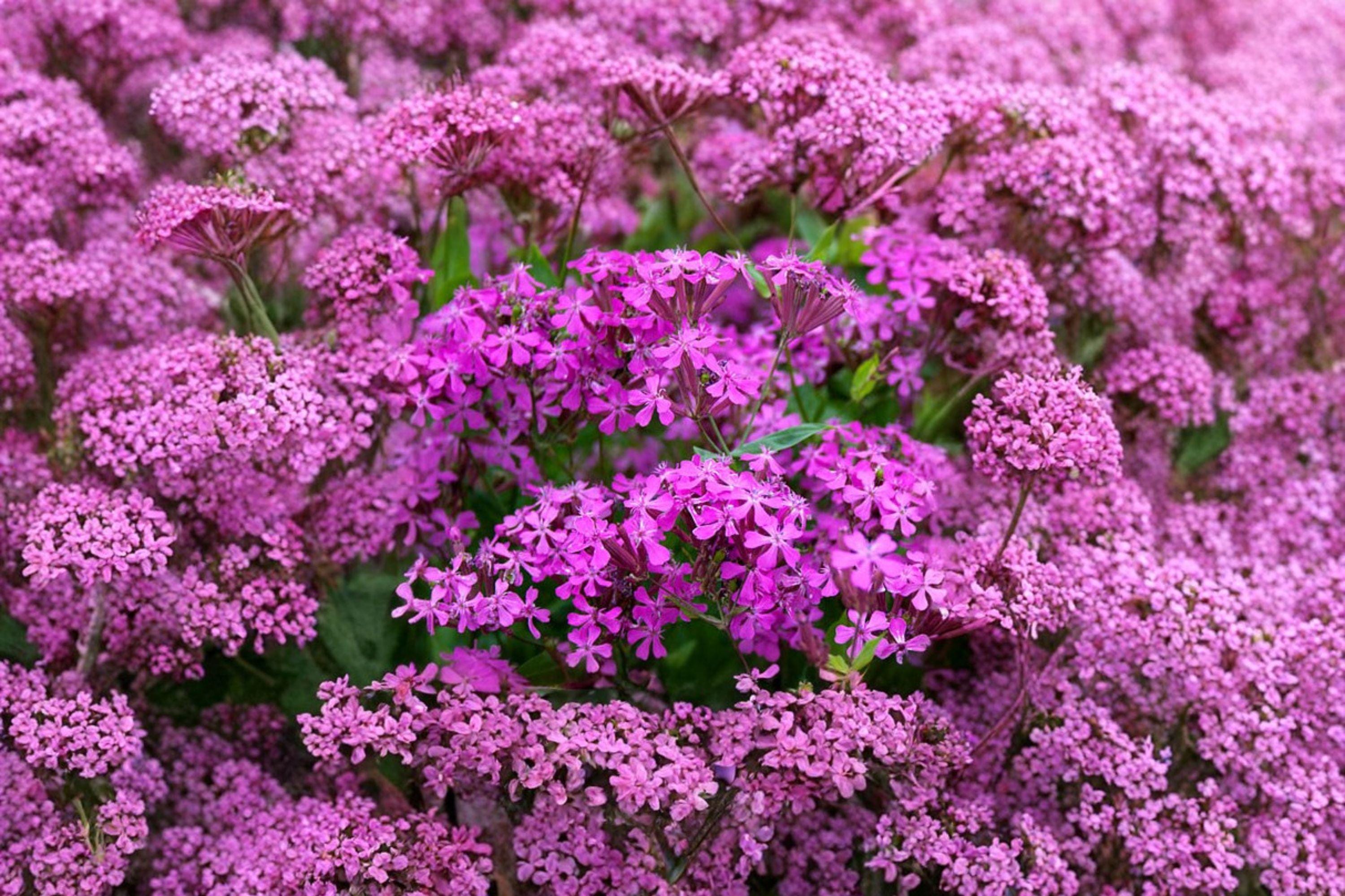 None So Pretty Catchfly – Silene armeria 100 Seeds | Bright Pink Blooms | Easy Annual