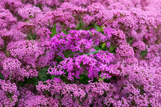 None So Pretty Catchfly – Silene armeria 100 Seeds | Bright Pink Blooms | Easy Annual