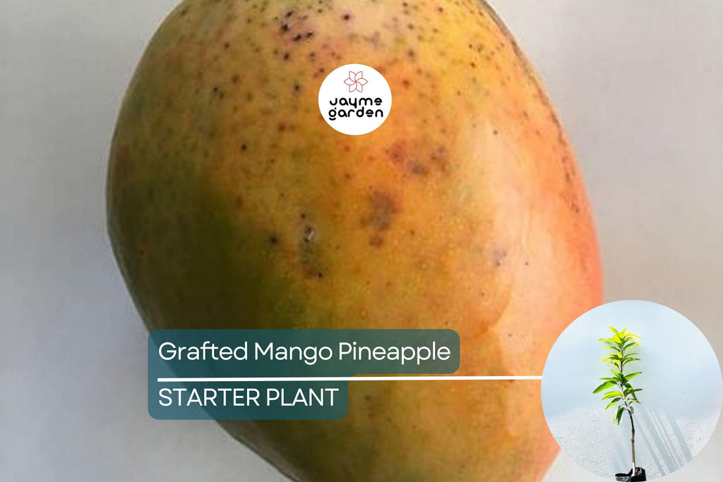 Grafted Mango Pineapple Tree Live Fruit Plant 3’-4’ | Tropical Flavor with Hints of Pineapple | Easy Care for Home Gardens | USDA Zones 9-11