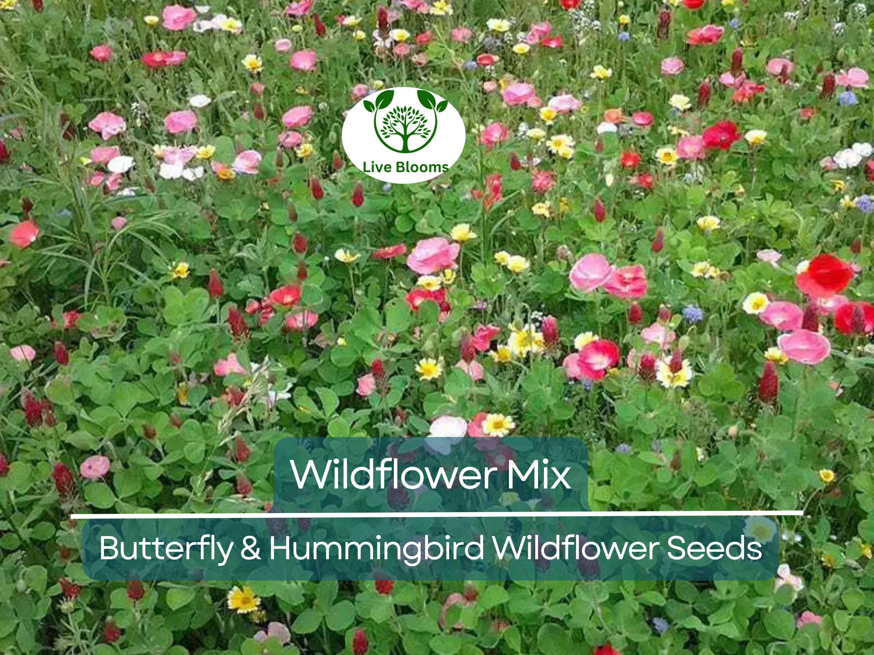 1000 Seeds Wildflower Mix Butterfly & Hummingbird - Heirloom, Non-GMO, Pollinator-Friendly, Attracts Bees, Butterflies, and Hummingbirds