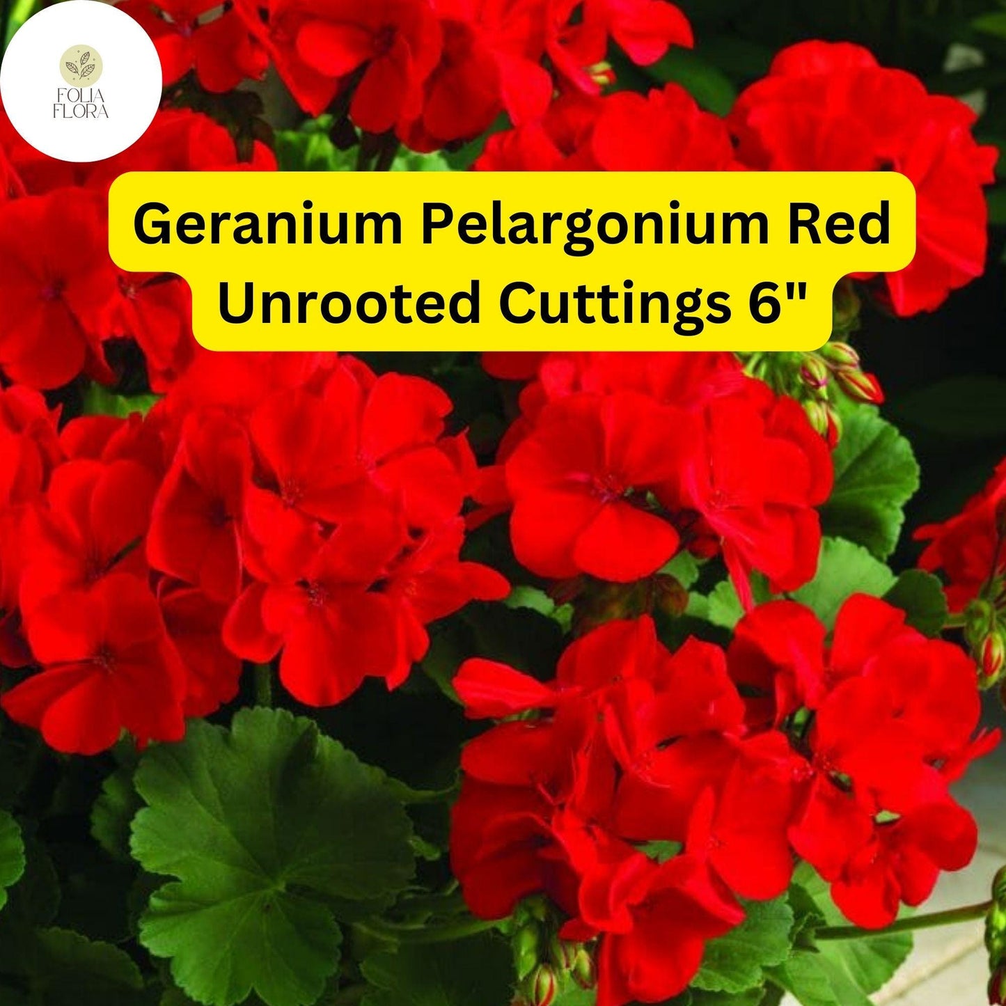 Geranium Pelargonium ‘Red’ | 3 Live 6” Unrooted Cuttings | Bright Red Blooms, Easy-Care Flowering Plant, Drought-Tolerant