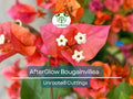 12 Organic Unrooted Cuttings Pink Orange After Glow Bougainvillea - Vibrant, Healthy, Perfect for Planting & Propagation