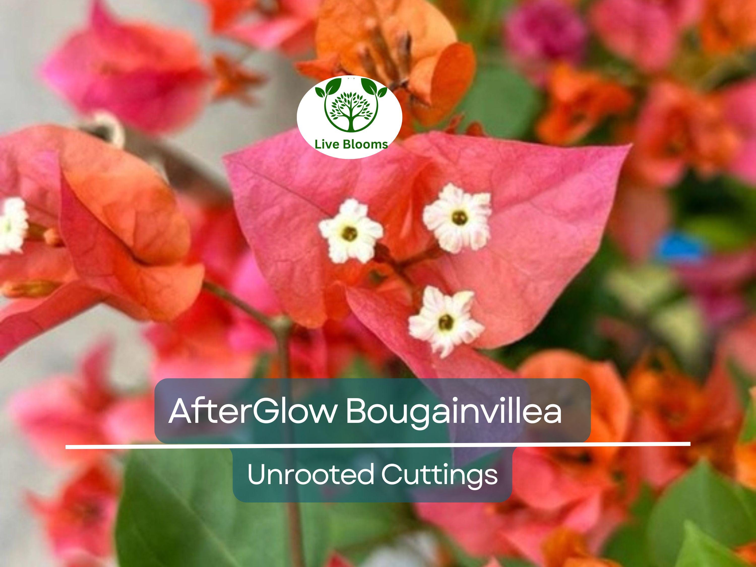 12 Organic Unrooted Cuttings Pink Orange After Glow Bougainvillea - Vibrant, Healthy, Perfect for Planting & Propagation
