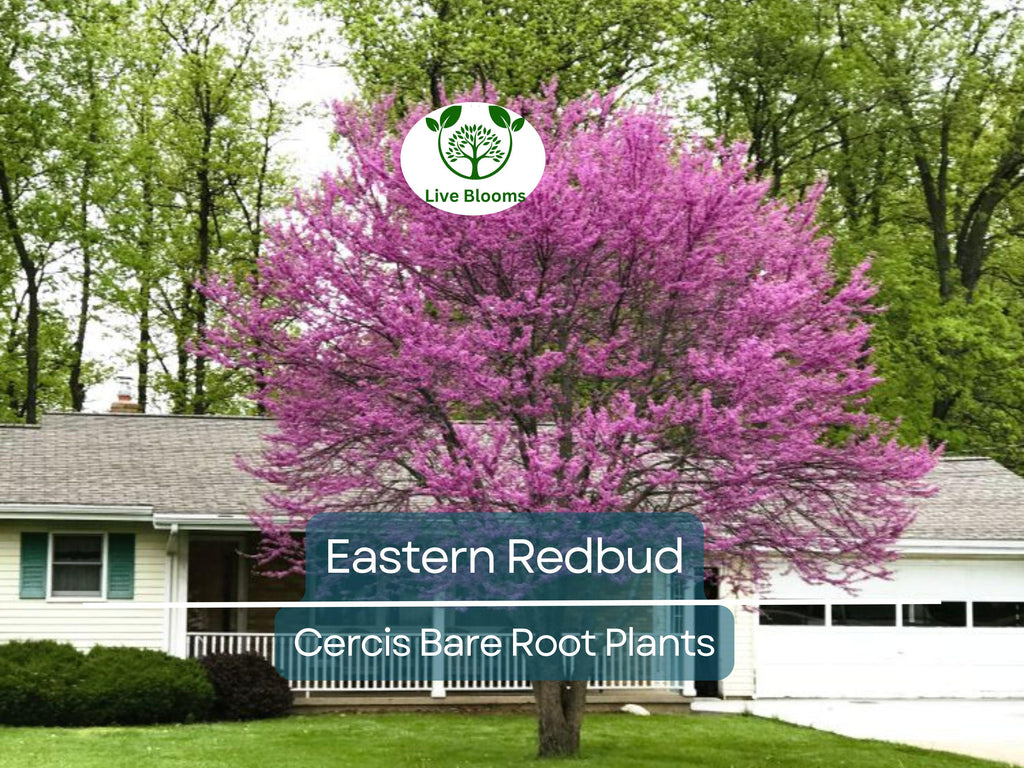 1 Eastern Redbud Trees - Cercis canadensis - 14–18" Live Bare Root Trees - Ornamental, Native, Pink Blooms, Cold Hardy, Easy to Grow