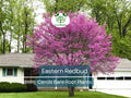 1 Eastern Redbud Trees - Cercis canadensis - 14–18" Live Bare Root Trees - Ornamental, Native, Pink Blooms, Cold Hardy, Easy to Grow