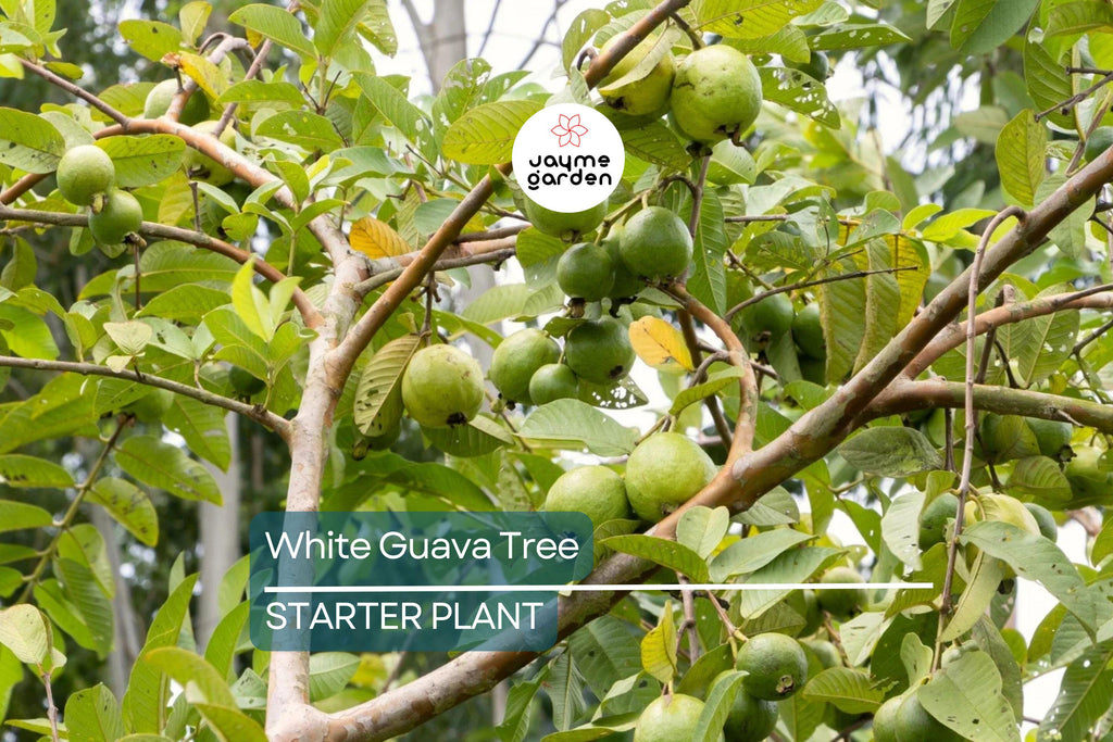 White Guava Tree Seedling - Tropical Live Plant with Pot - Ready to Plant, Sweet White Guava Fruit