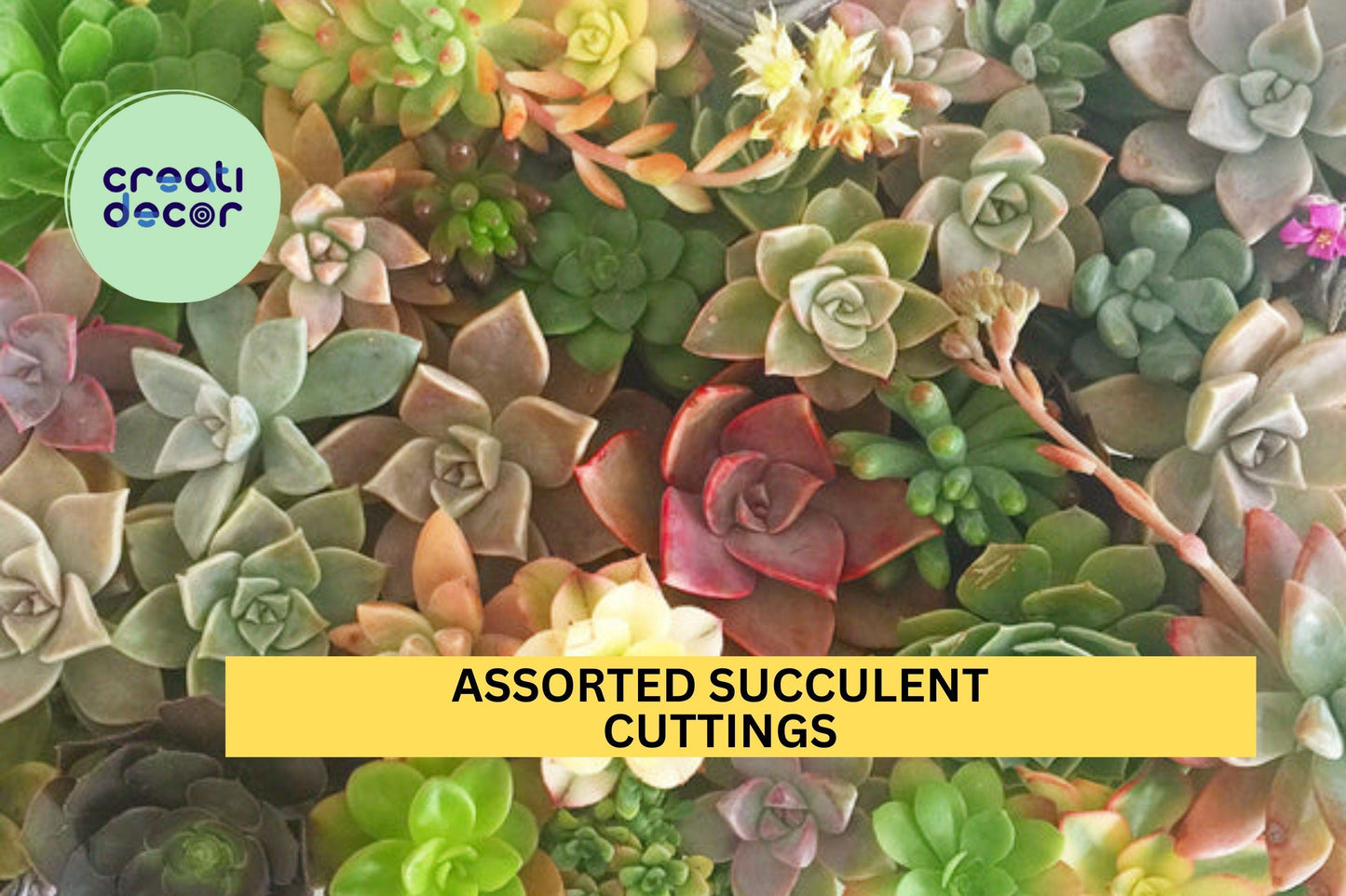 35 Assorted Succulent Cuttings – Mixed Sizes & Varieties + Free Bonus – Fresh Unrooted Starter Pack – Easy to Grow – Free Shipping – USA