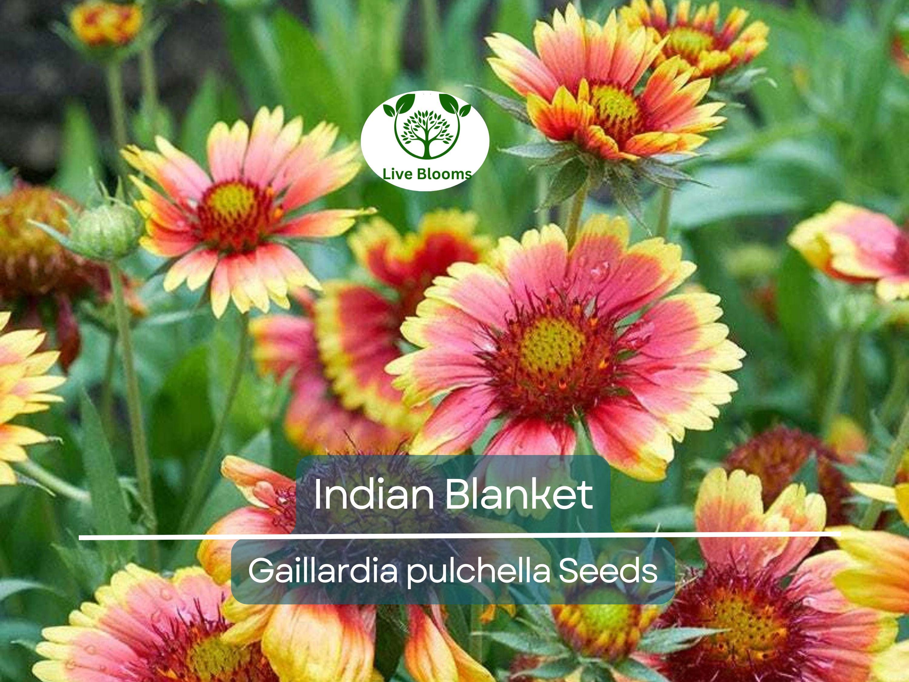 200 Indian Blanket Flower Seeds – Gaillardia pulchella | Heirloom Non-GMO | Blanket Flower for Meadows, Pollinators, Easy Care