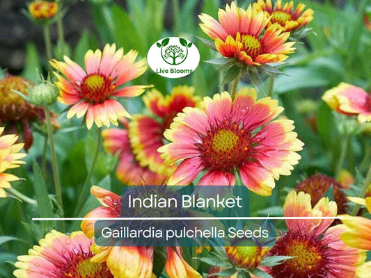 200 Indian Blanket Flower Seeds – Gaillardia pulchella | Heirloom Non-GMO | Blanket Flower for Meadows, Pollinators, Easy Care