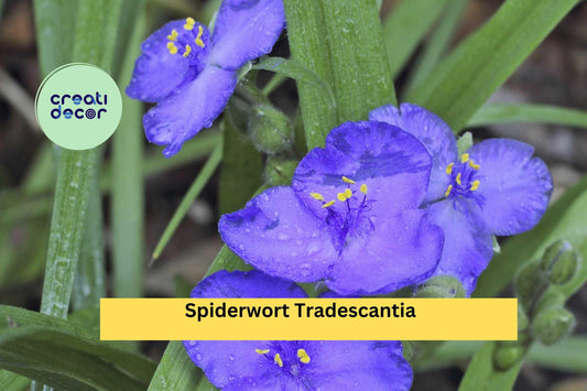 25 Spiderwort Plants – Tradescantia Bare Root Rhizomes, Hardy Perennial with Purple Flowers, Easy to Grow Garden or Border Plants