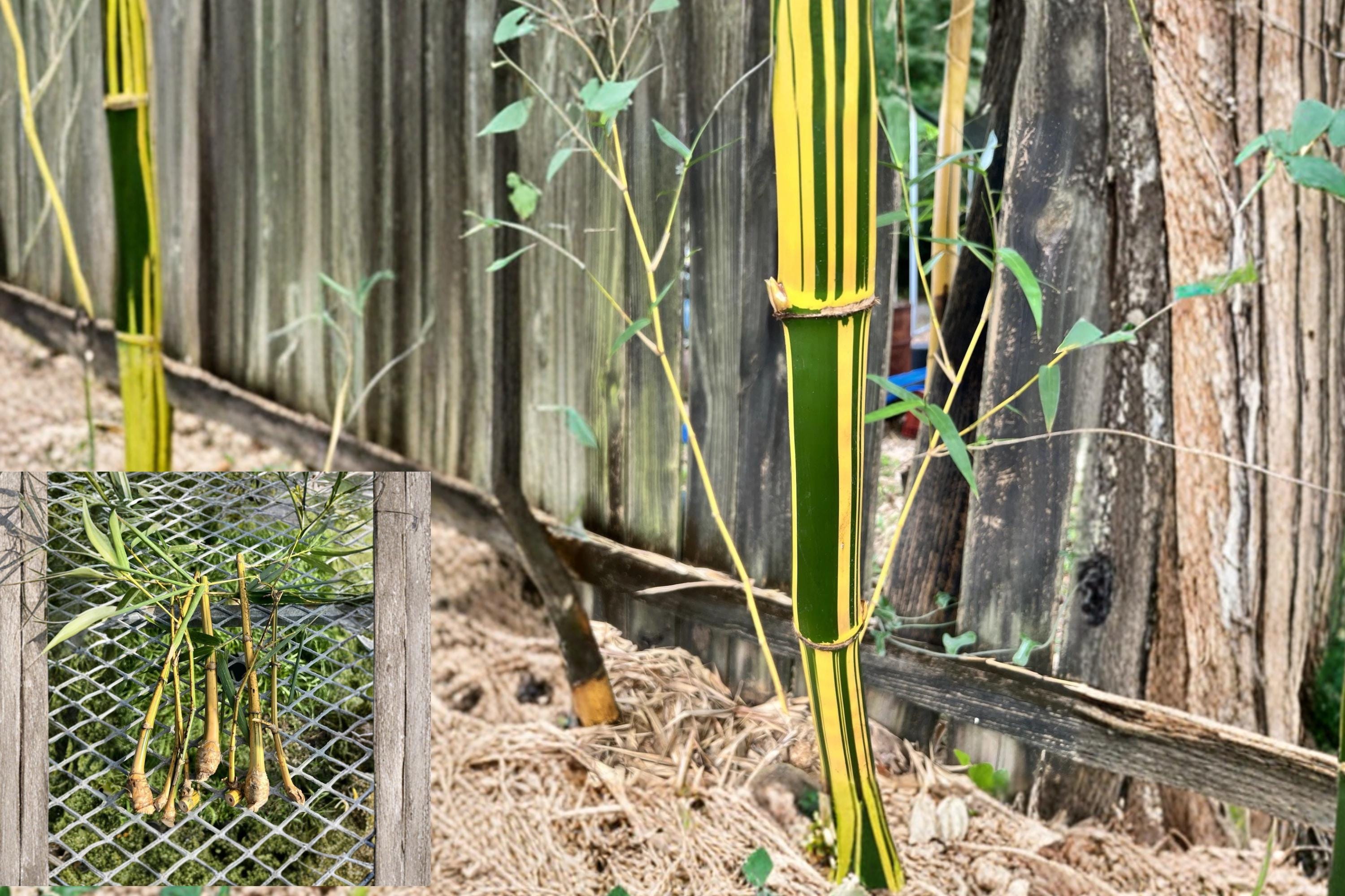 Golden Hawaiian Bamboo 5 Cuttings (Bambusa vulgaris) Unrooted Clumping Bamboo