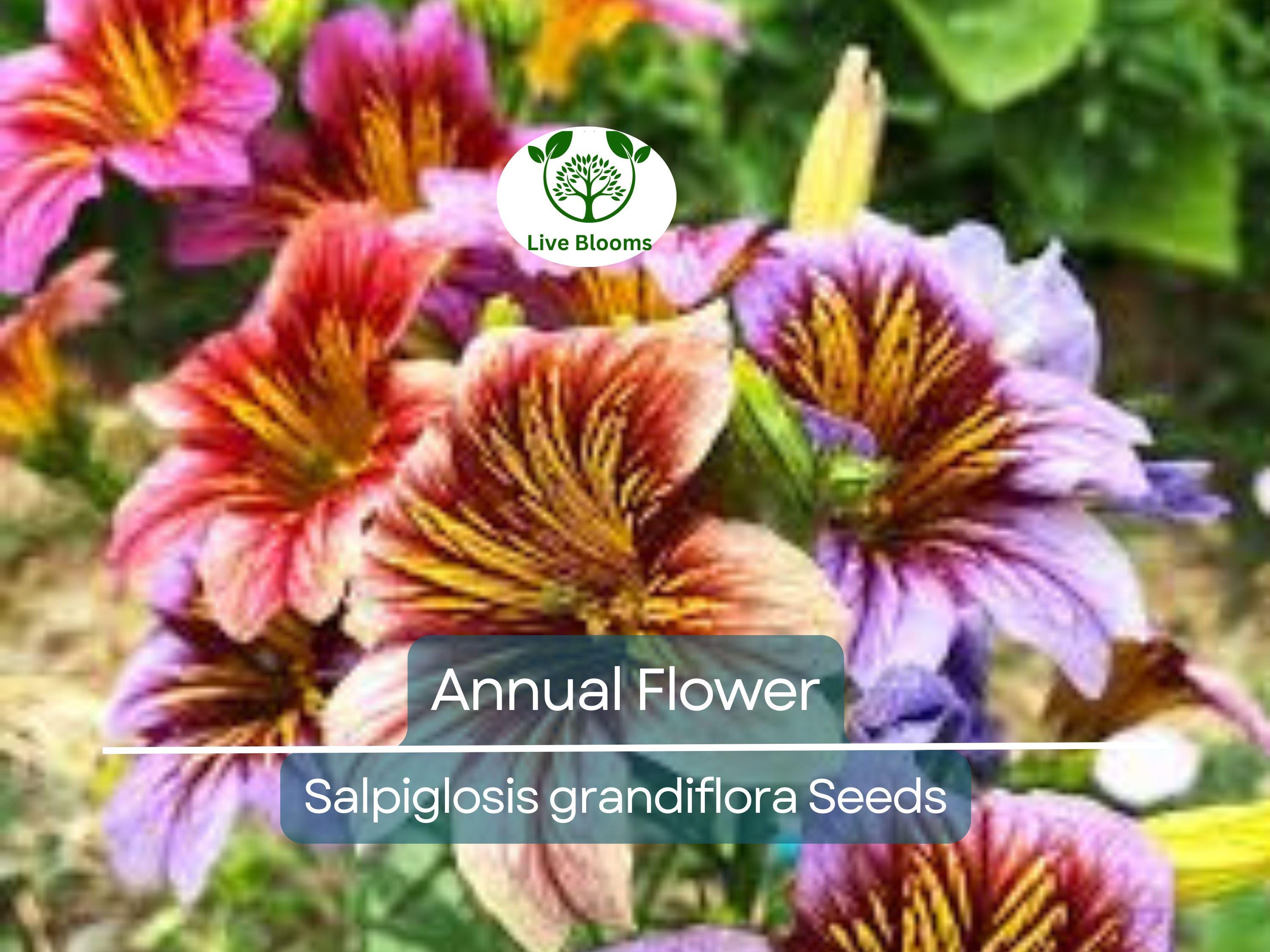 500 EZ Annual Flower Seed Mix (Salpiglosis grandiflora), Bulk Paisley Flowers, Easy to Grow, Vibrant Colors, for Garden and Containers