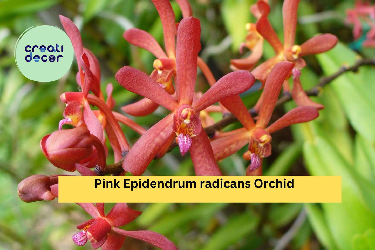 Epidendrum radicans Pink – Rooted Orchid Cutting – Sun-Loving Reed-Stem Orchid for Garden, Patio, or Indoor Display
