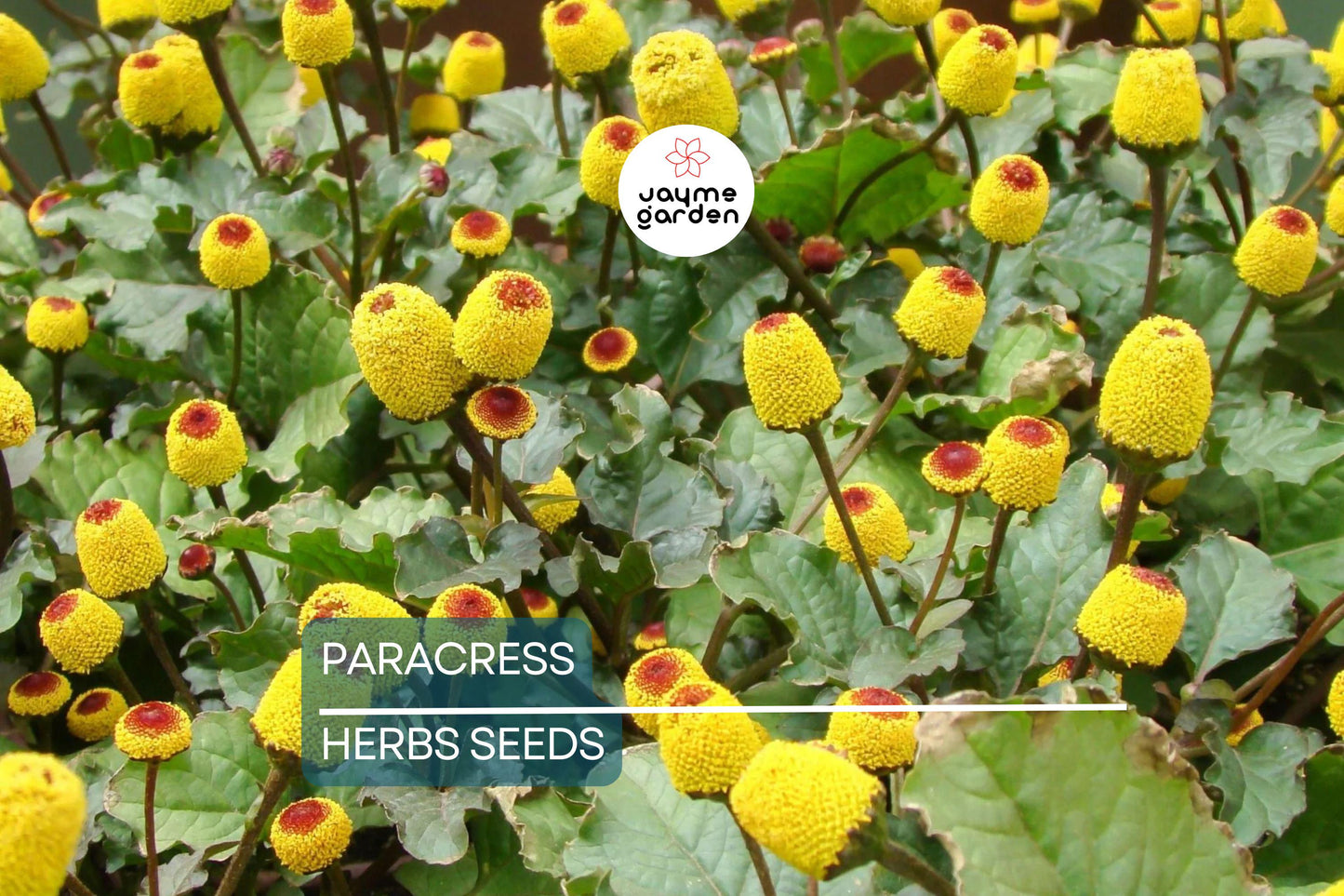 100 Paracress Seeds - Medicinal Herb - Toothache Plant (Spilanthes oleracea) - Buzz Buttons