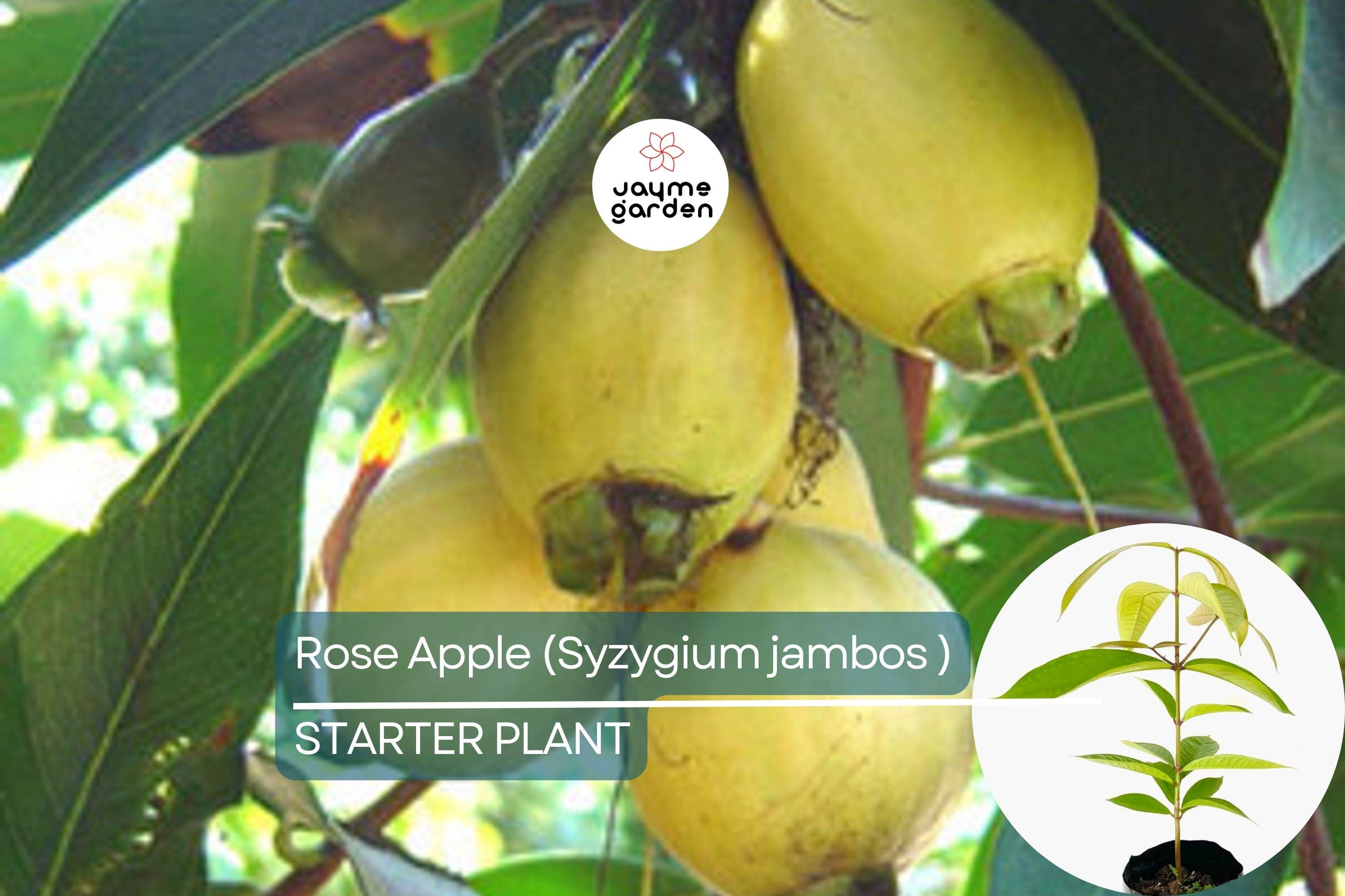 Rose Apple Tree (Syzygium jambos) Live Tropical Fruit Plant 12″-24″ Tall | Sweet, Crisp, Floral-Flavored Fruit