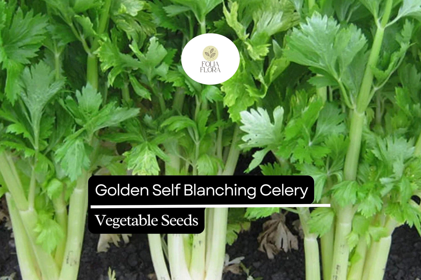 500 Seeds Golden Self-Blanching Celery (Apium graveolens) – Heirloom Variety for Tender, Mild Stalks