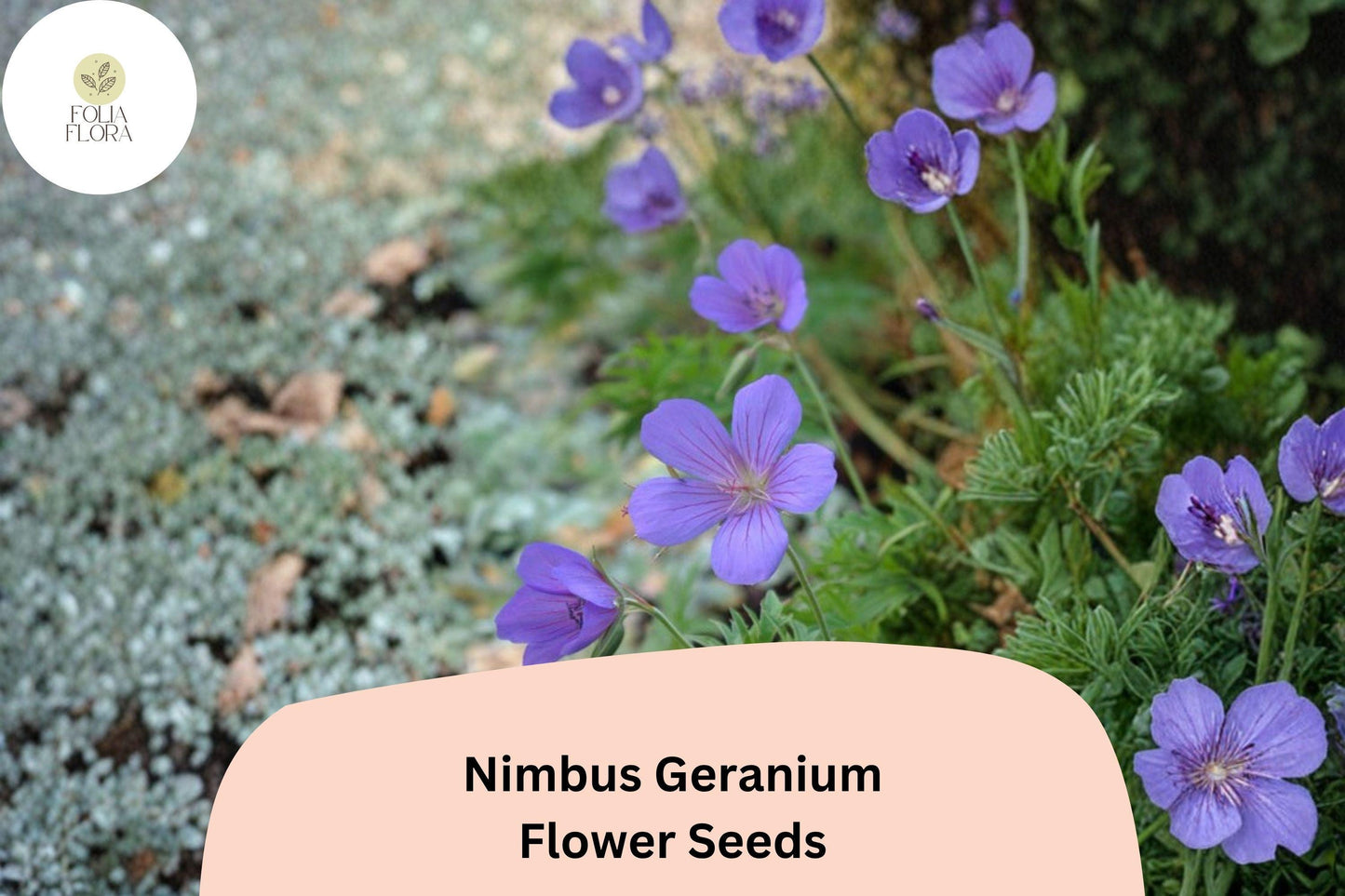 25+ Nimbus Geranium Seeds | Hardy Perennial | Soft Purple Blooms for Garden Borders & Cottage Gardens