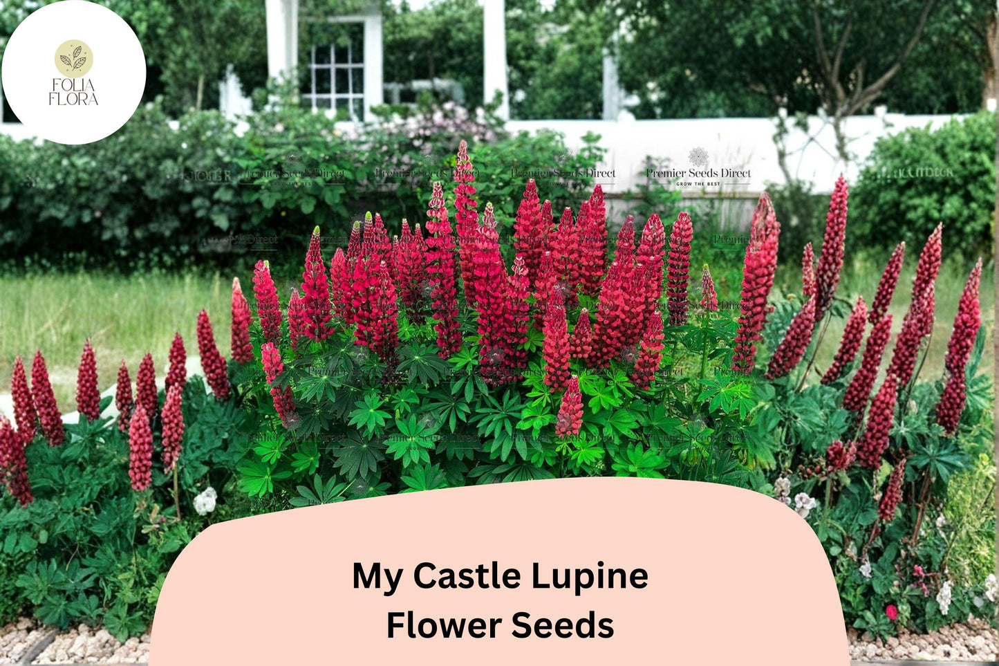25+ My Castle Lupine Seeds | Deep Red Lupinus | Vibrant Tall Blooms for Garden Planting