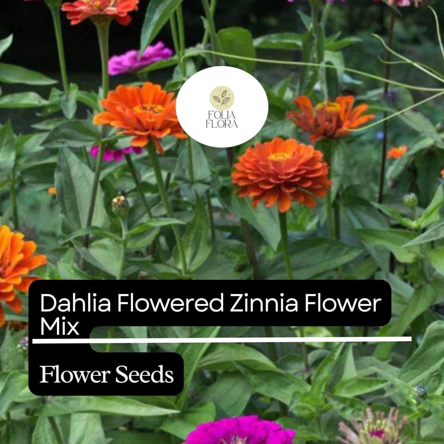 100 Dahlia Flowered Zinnia Seeds – Zinnia elegans – Large, Vibrant Blooms, Pollinator-Friendly, Easy to Grow