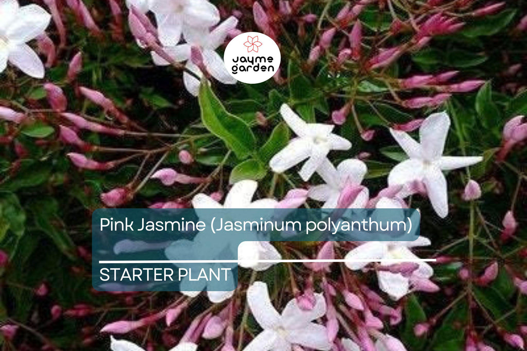 Pink Jasmine Starter Plant | Jasminum polyanthum | Fragrant Live Plant in 2" Pot | Fast Growing | Pet Safe & Air Purifying