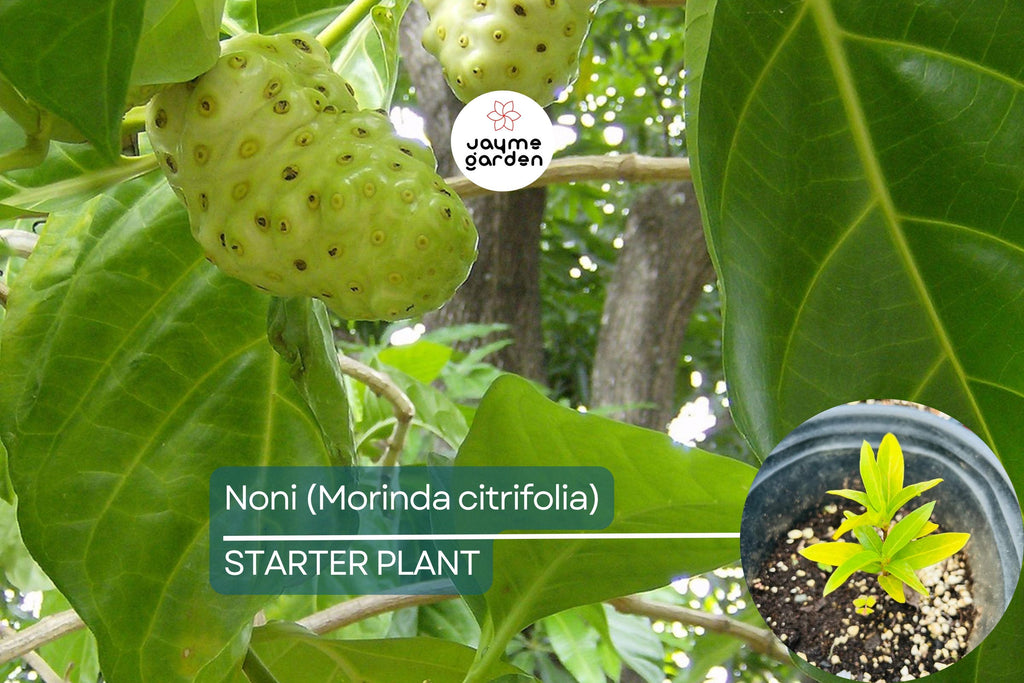 Noni Fruit Tree 6”-12” (Morinda citrifolia) - Live Starter Plant | Tropical Medicinal Tree with Nutrient-Rich Fruits