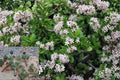 Jade Plant 10 Cuttings (Crassula argentea) Green Jade Succulent Unrooted