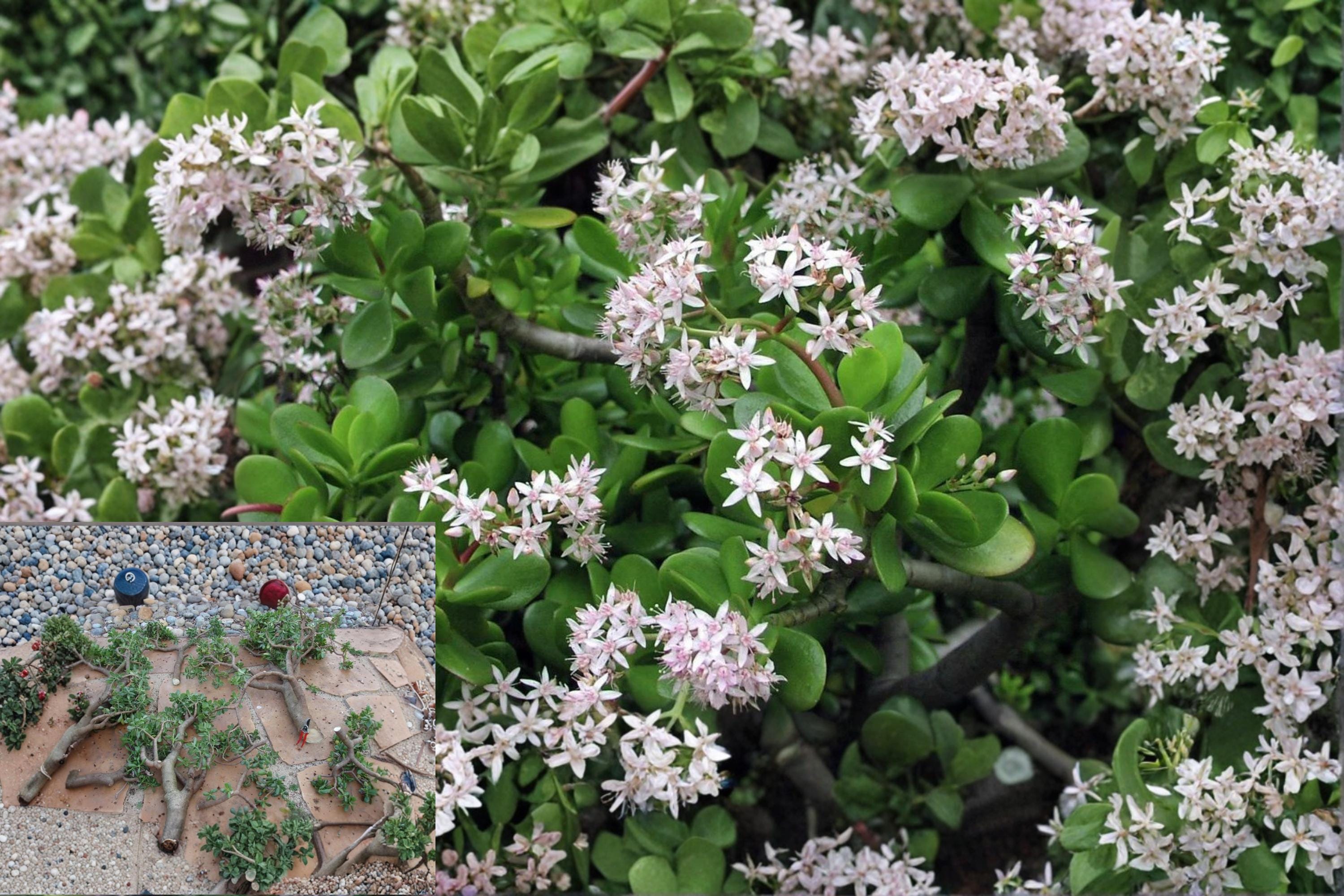 Jade Plant 10 Cuttings (Crassula argentea) Green Jade Succulent Unrooted