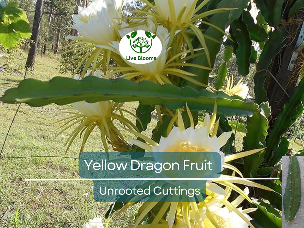 1 Yellow Dragon Fruit Palora Variety Fresh Cutting 3-4" for Rooting, Hylocereus megalanthus, Sweet Yellow Fruit, Tropical Plant Cutting