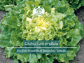 850 Seeds Endive Broadleaf Batavian (Cichorium endivia) - Non-GMO, Heirloom, Bitter Green, Easy to Grow, Perfect for Salad & Garden Planting