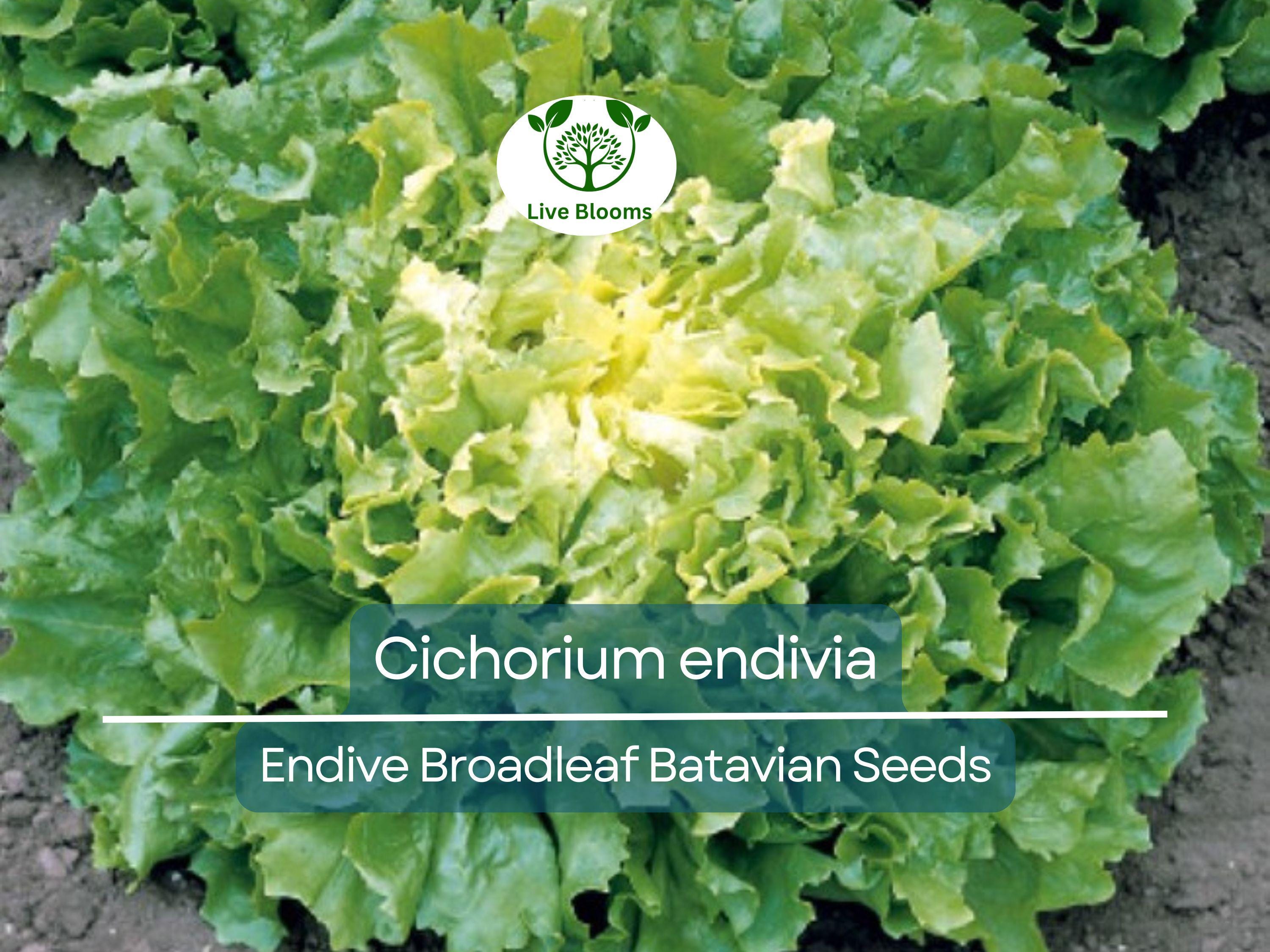 850 Seeds Endive Broadleaf Batavian (Cichorium endivia) - Non-GMO, Heirloom, Bitter Green, Easy to Grow, Perfect for Salad & Garden Planting