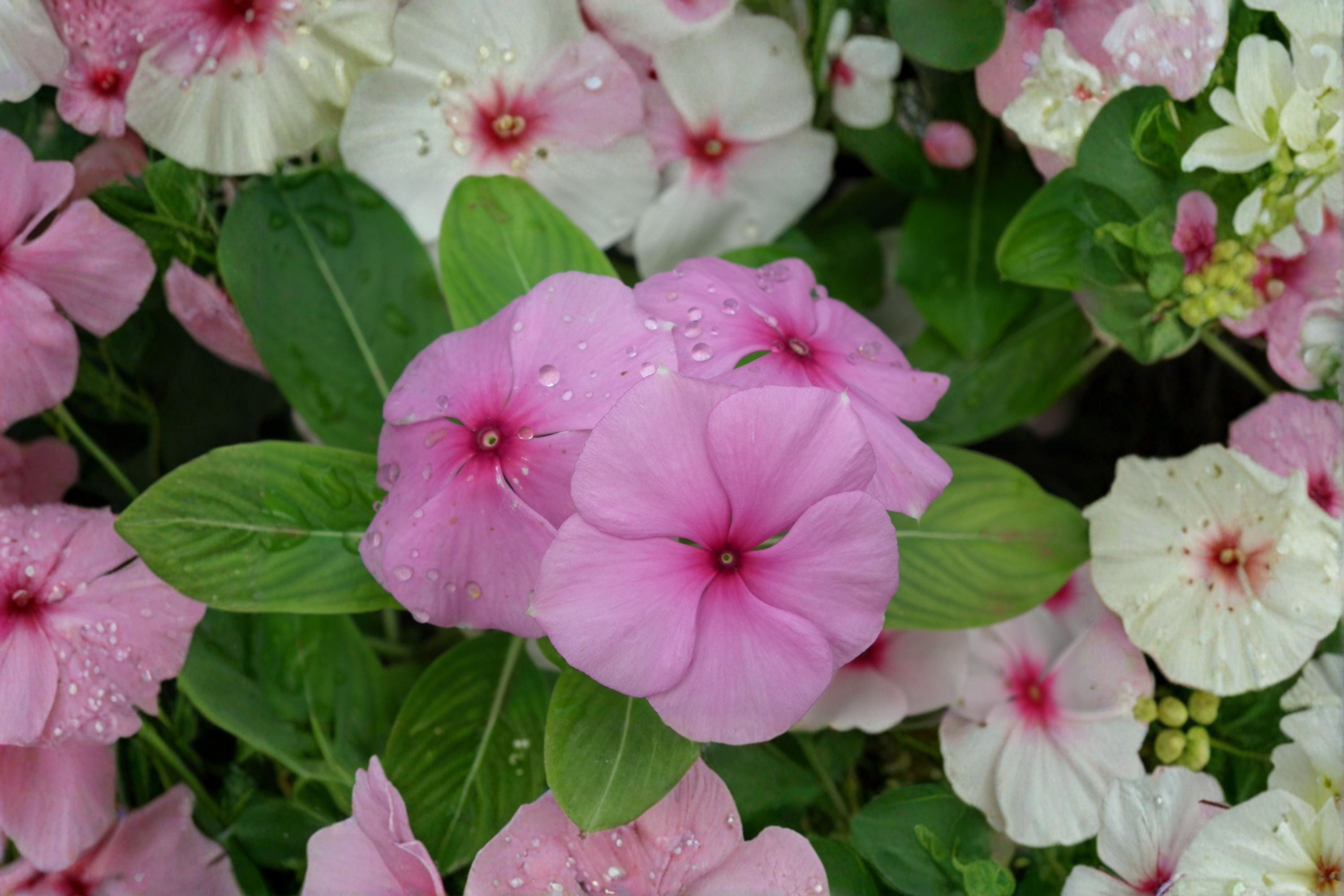 Madagascar Periwinkle – Catharanthus roseus | 100 Seeds | Rosy Periwinkle Flower | Heat & Drought-Tolerant Annual