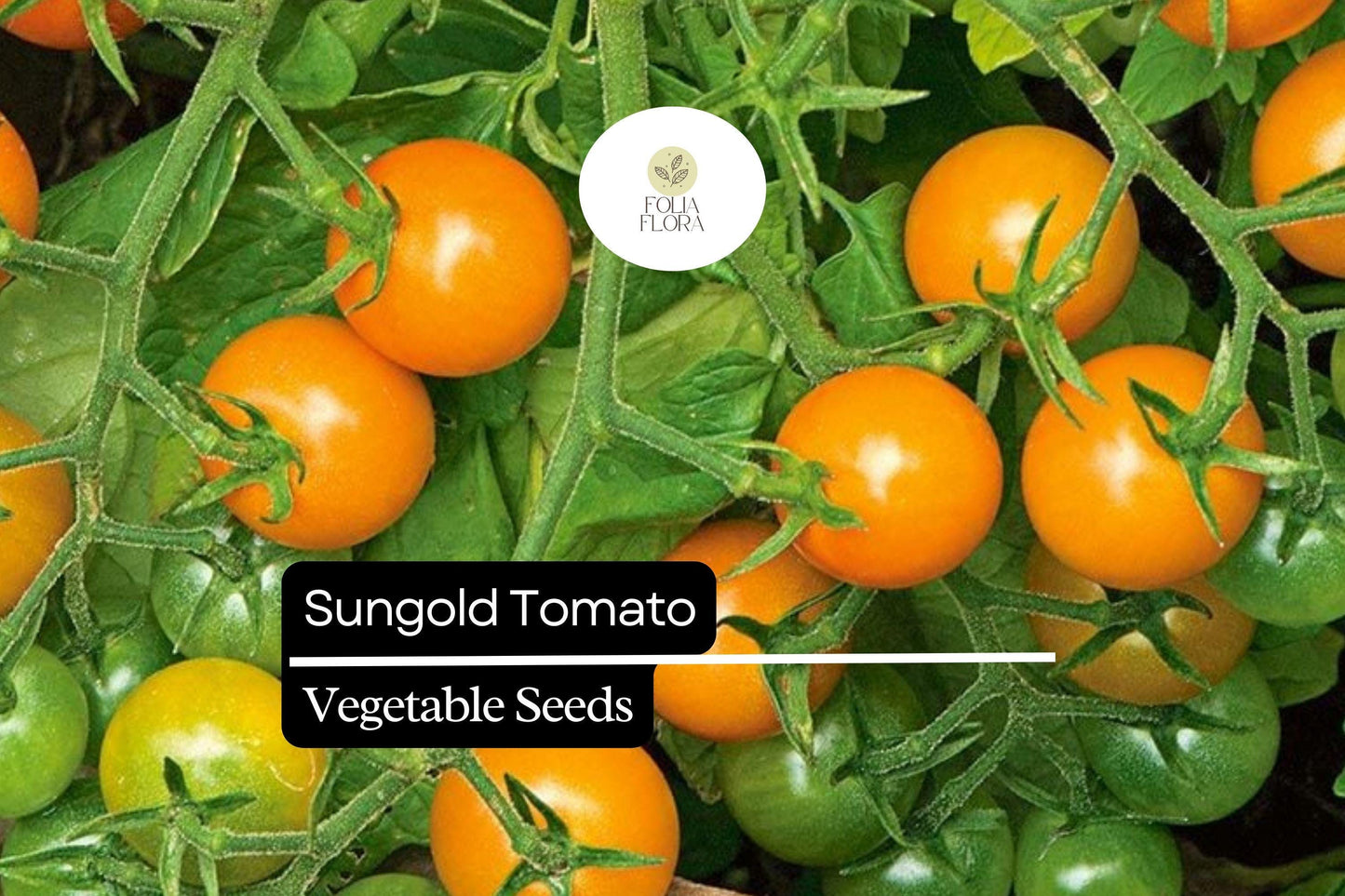 10 Seeds Sungold Tomato (Solanum lycopersicum) - Sweet Cherry Tomatoes | Prolific Hybrid for Gardens & Containers