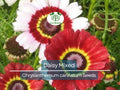200 Seeds Painted Daisy Mixed Colors, Pollinators & Butterflies, Perennial, Non-GMO, Chrysanthemum Flowers, Garden Plants, Easy to Grow