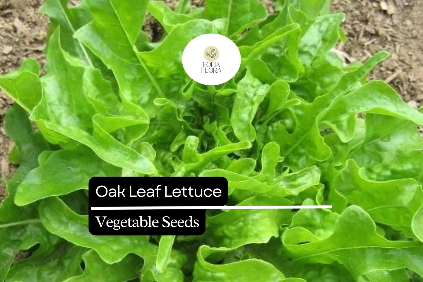 1000 Oak Leaf Lettuce Seeds – Lactuca sativa – Heirloom Loose-Leaf, Tender Texture, Sweet Flavor, Non-GMO, Fast-Growing, Heat-Tolerant