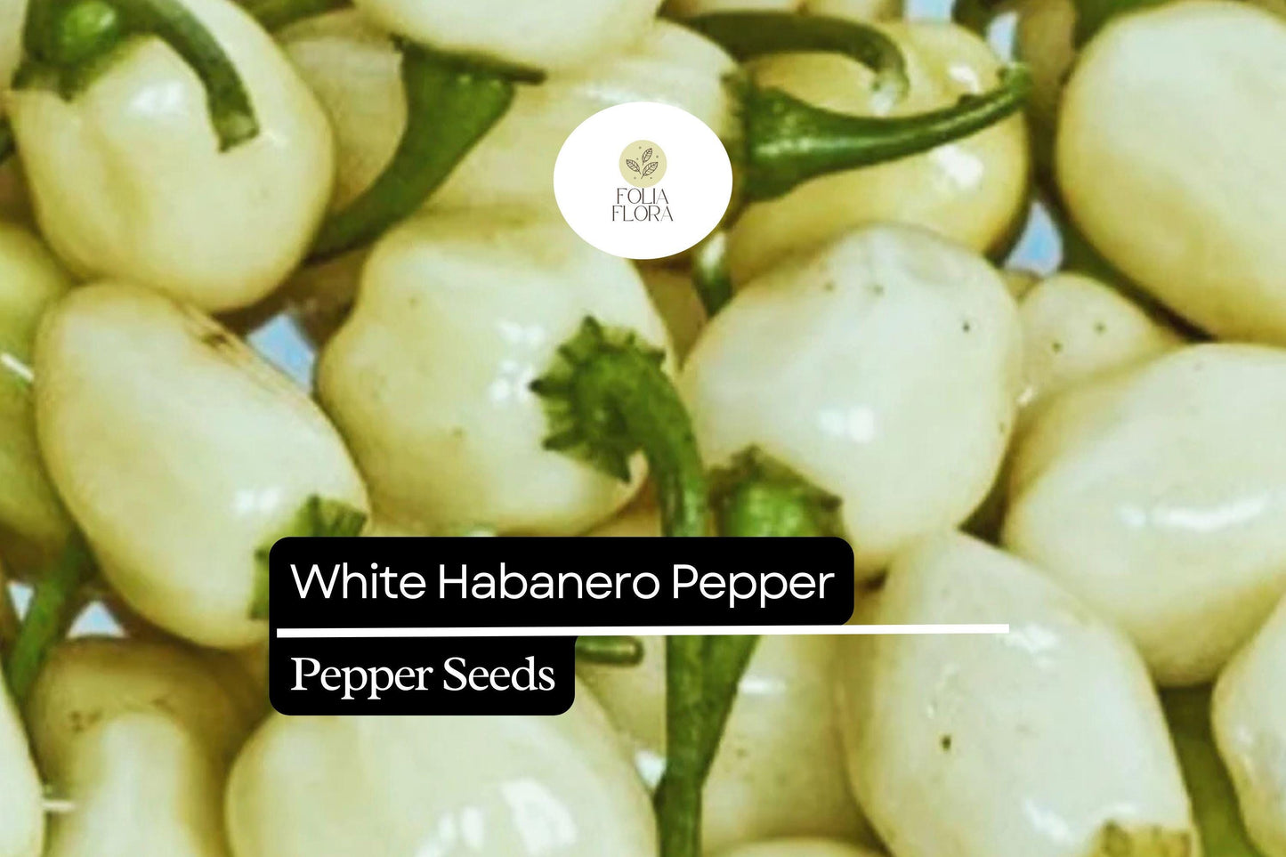 20 Seeds White Habanero Pepper, Rare Heirloom Variety, Extra Spicy & Aromatic