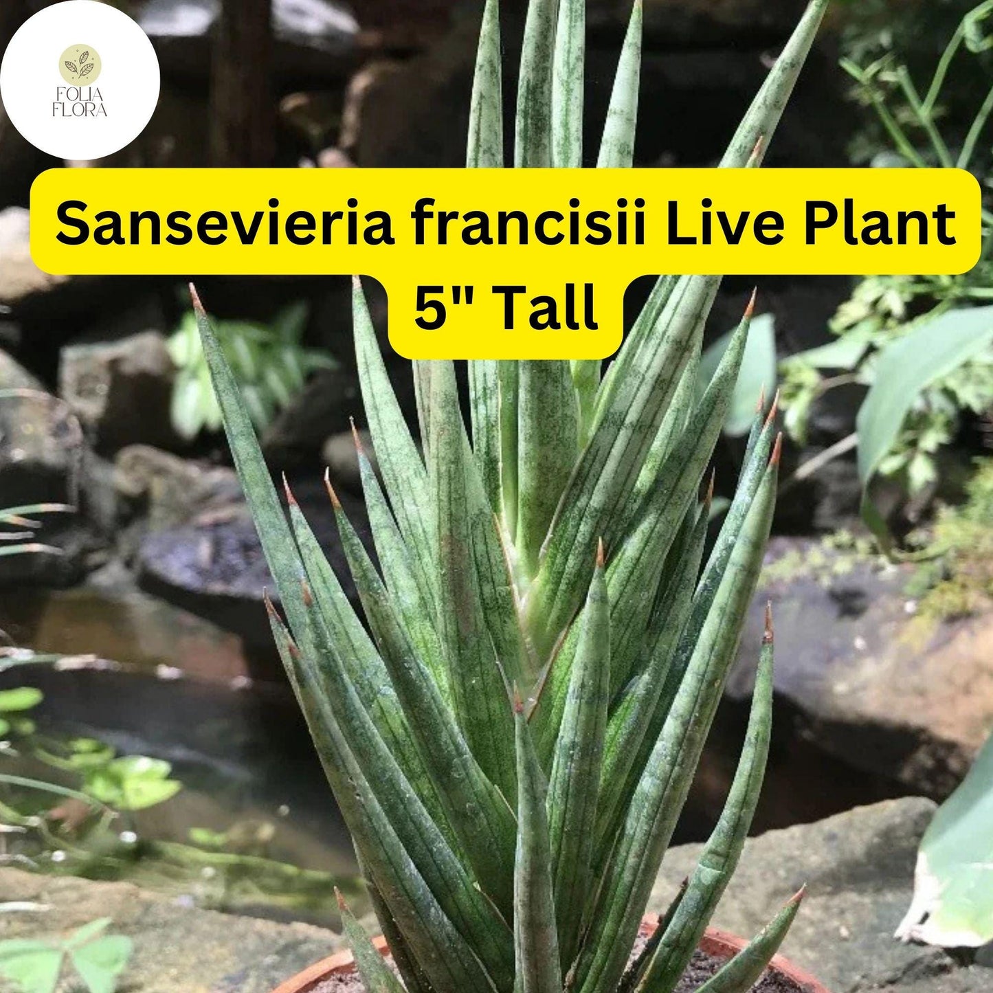 1 Sansevieria francisii - Live Succulent Plant 5" Tall - Drought-Tolerant Snake Plant Cactus