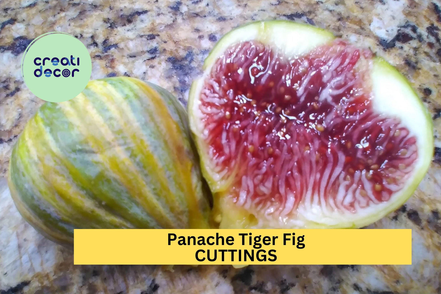 2 Panache Tiger Fig Cuttings | Ficus Carica Rare Starter Wood | Grow Sweet Striped Figs