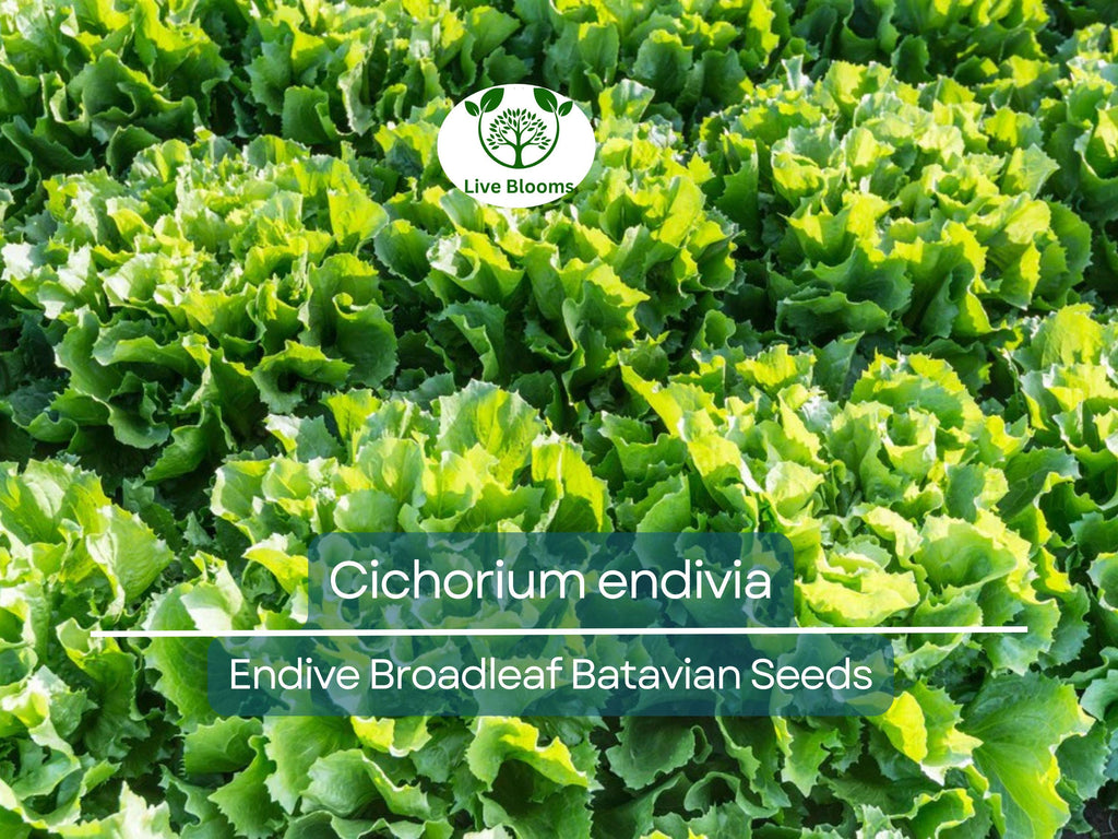 850 Seeds Endive Broadleaf Batavian (Cichorium endivia) - Non-GMO, Heirloom, Bitter Green, Easy to Grow, Perfect for Salad & Garden Planting