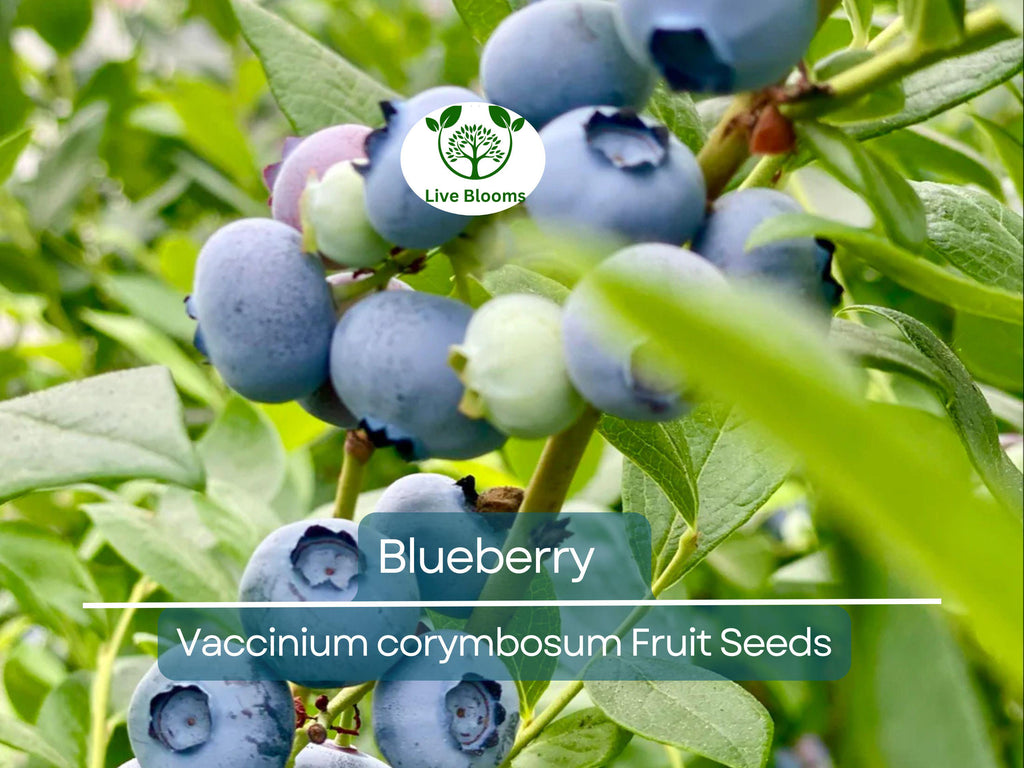 100 Blueberry Seeds - Dwarf Top Hat (Vaccinium corymbosum), Low Bush Variety, Sweet Edible Fruits, Compact, Garden Starter, Easy to Grow