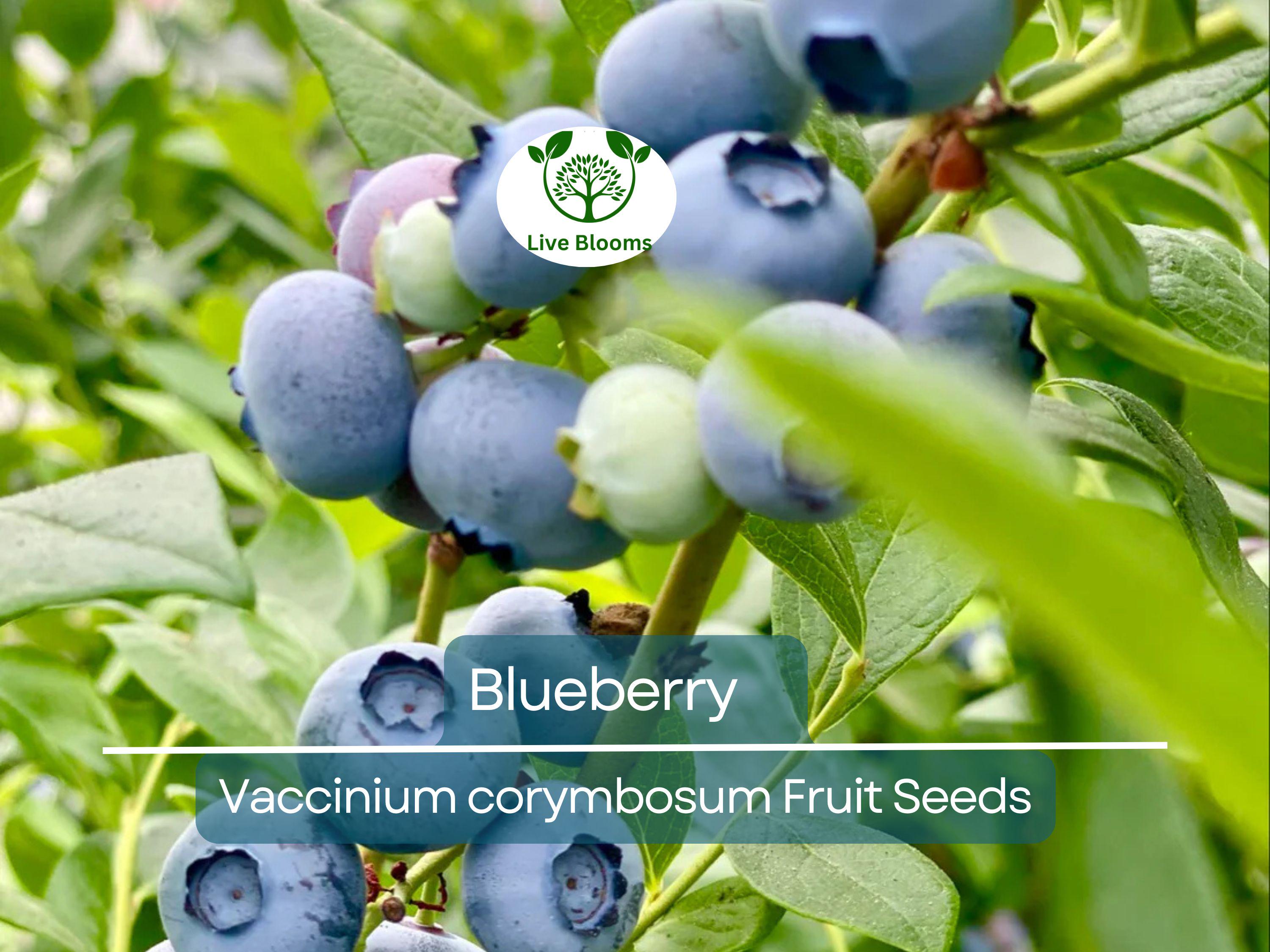 100 Blueberry Seeds - Dwarf Top Hat (Vaccinium corymbosum), Low Bush Variety, Sweet Edible Fruits, Compact, Garden Starter, Easy to Grow