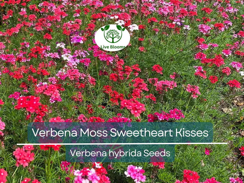 100 Seeds Verbena Moss Sweetheart Kisses (Verbena hybrida) Perennial Flowers for Butterflies & Bees, Vibrant Garden Blooms