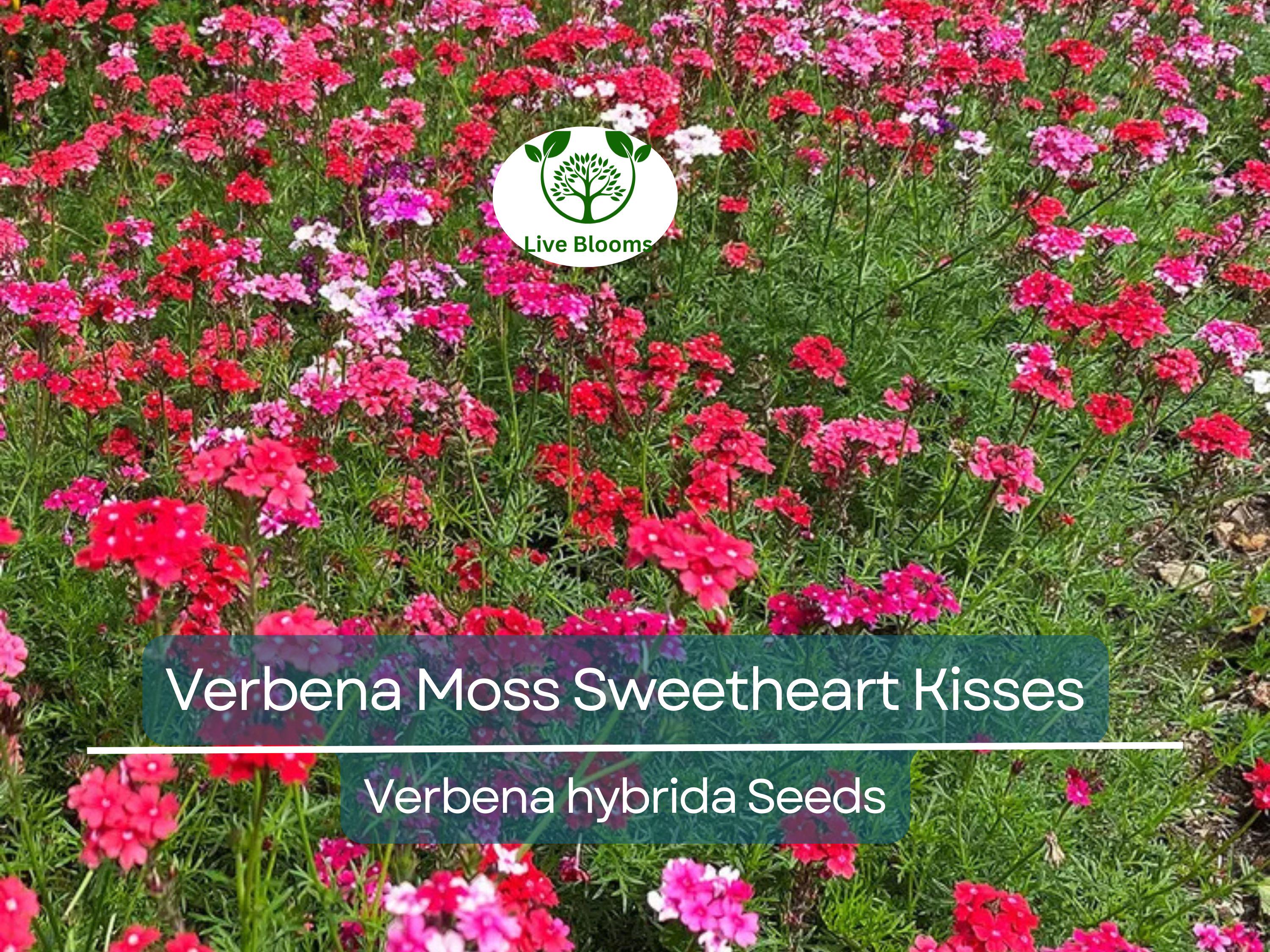 100 Seeds Verbena Moss Sweetheart Kisses (Verbena hybrida) Perennial Flowers for Butterflies & Bees, Vibrant Garden Blooms