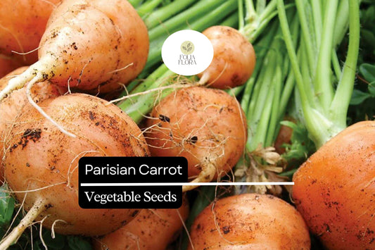300 Seeds Parisian Carrot (Daucus carota) – Small, Round Heirloom Variety for Gourmet Gardens